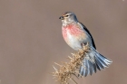 Linnet by Romano da Costa Linnet by Romano da Costa