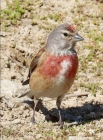 Linnet by Keith Pyman Linnet by Keith Pyman