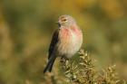 Linnet by Mick Dryden Linnet by Mick Dryden