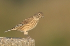 Linnet by Mick Dryden