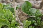 Linnet by Mick Dryden Linnet by Mick Dryden
