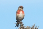 Linnet by Mick Dryden