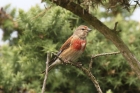 Linnet by Mick Dryden