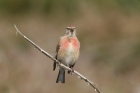 Linnet by Mick Dryden