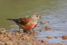 Linnet by Miranda Collett