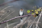 Little Bunting by Alan Modral