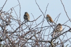 Little Bunting by Romano da Costa Little Bunting by Romano da Costa