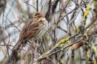 Little Bunting by Romano da Costa