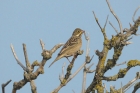 Ortolan Bunting by Romano da Costa