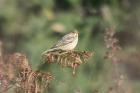 Ortolan Bunting by Mick Dryden