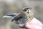 Reed Bunting by Mick Dryden