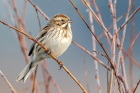 Reed Bunting by Romano da Costa