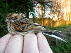 Reed Bunting by David Buxton