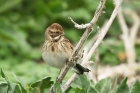 Reed Bunting by Mick Dryden