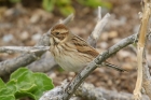 Reed Bunting by Mick Dryden