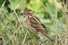 Reed Bunting by Mick Dryden