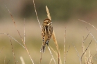Reed Bunting by Roy Filleul