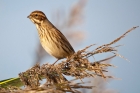 Reed Bunting by Romano da Costa Reed Bunting by Romano da Costa