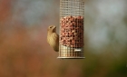 Common Rosefinch by Scott Haynes