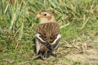 Snow Bunting by Emma Spring Snow Bunting by Emma Spring