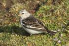 Snow Bunting by Mick Dryden