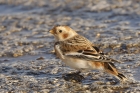 Snow Bunting by Mick Dryden Snow Bunting by Mick Dryden