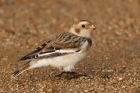 Snow Bunting by Mick Dryden