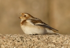 Snow Bunting by Mick Dryden
