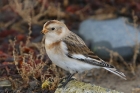 Snow Bunting by Mick Dryden Snow Bunting by Mick Dryden