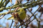 Siskin by Alan Gicquel