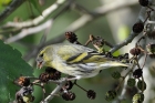 Siskin by Alan Gicquel
