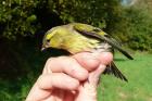 Siskin by David Buxton Siskin by David Buxton