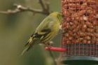 Siskin by Andrew Koester