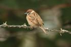 Tree Sparrow by Mick Dryden