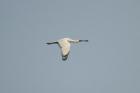 Black-faced Spoonbill by Mick Dryden