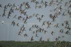 Black-tailed Godwits by Mick Dryden