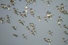 Black-tailed Godwits by Mick Dryden Black-tailed Godwits by Mick Dryden