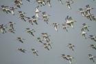 Black-tailed Godwits by Mick Dryden