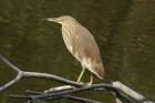 Chinese Pond Heron by Mick Dryden