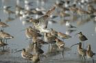 Curlews by Mick Dryden Curlews by Mick Dryden