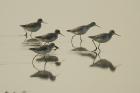 Marsh Sandpipers by Mick Dryden