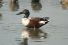 Northern Shoveler by Mick Dryden