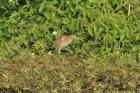 Yellow Bittern by Mick Dryden