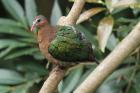 Emerald Dove by Mick Dryden