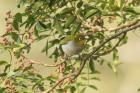 Japanese White-eye by Mick Dryden