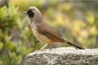 Masked Laughingthrush by Mick Dryden