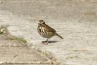 Olive-backed Pipit by Mick Dryden Olive-backed Pipit by Mick Dryden