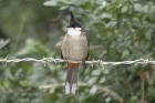 Red-whiskered Bulbul by Mick Dryden Red-whiskered Bulbul by Mick Dryden