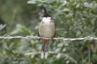 Red-whiskered Bulbul by Mick Dryden