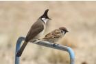 Red-whiskered Bulbul by Mick Dryden Red-whiskered Bulbul by Mick Dryden